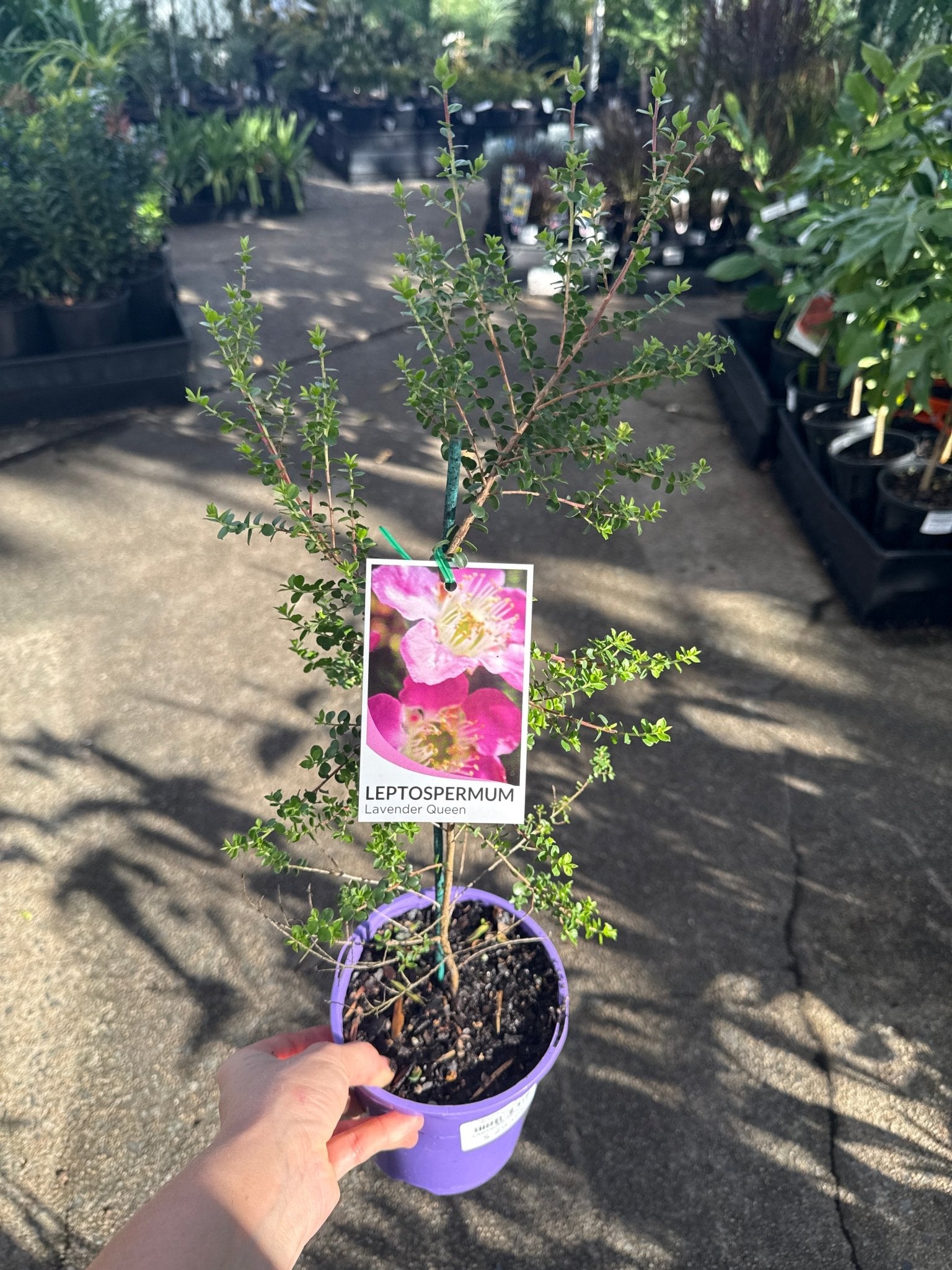 Leptospermum Lavender Queen (Leptospermum rotundifolium) - Ladybird Nursery