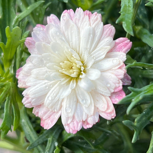 Argyranthemum 'Federation Pink Posy' - Ladybird Nursery