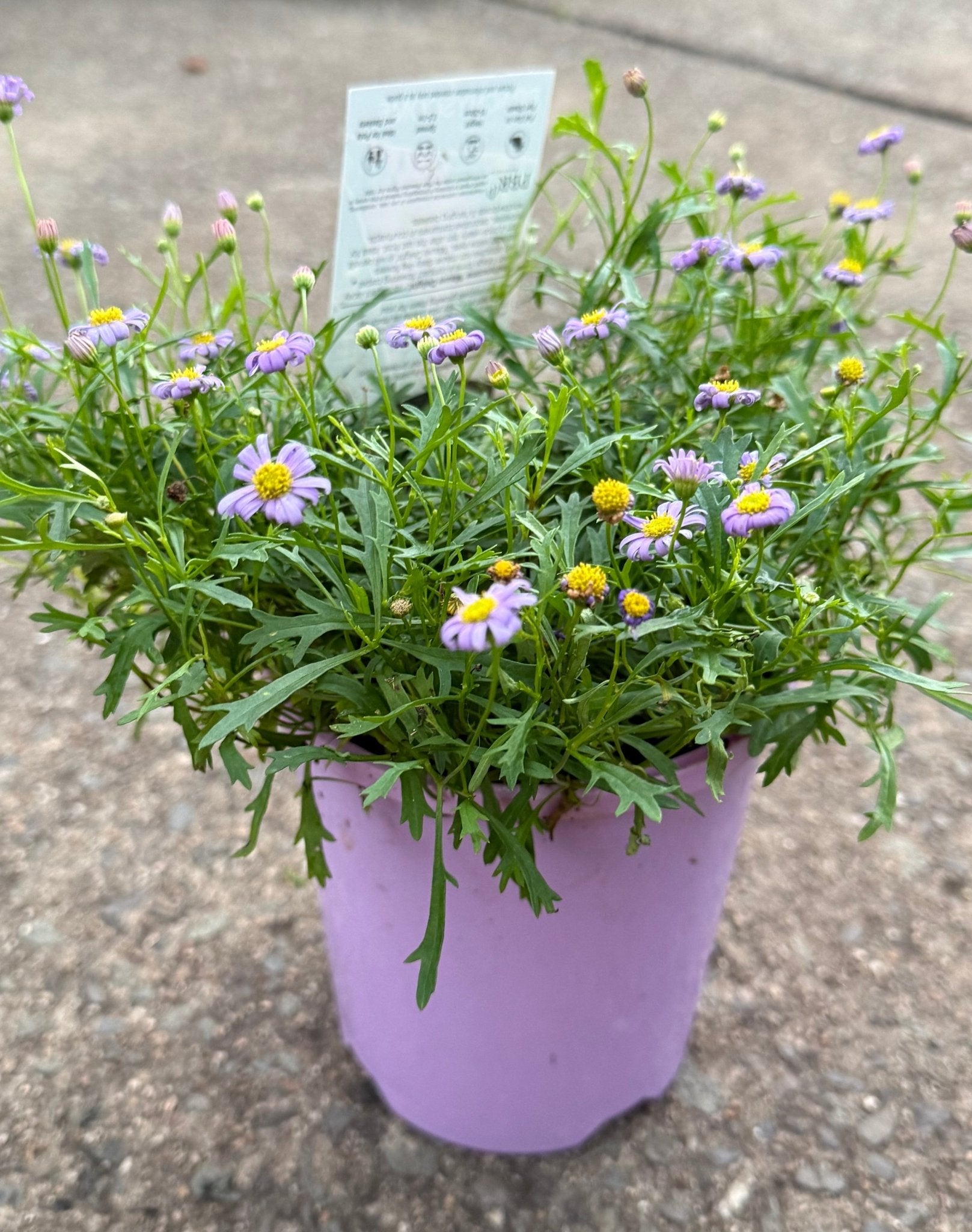 Swan River Daisy ‘Mauve Delight’ (Brachyscome) - Ladybird Nursery