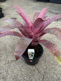 Bromeliad Vriesea (Assorted) - Large - Ladybird Nursery