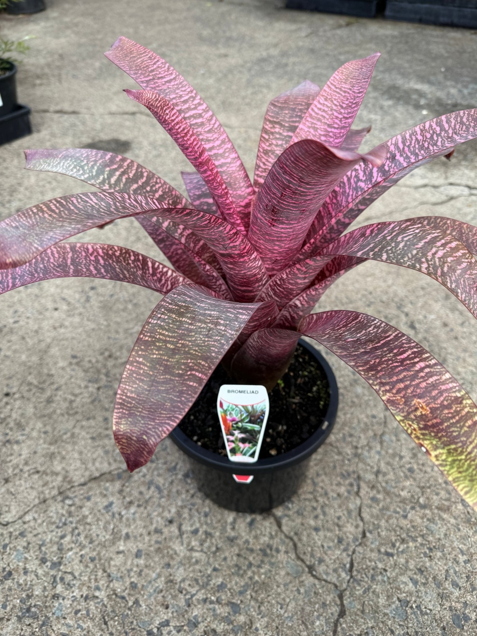 Bromeliad Vriesea (Assorted) - Large - Ladybird Nursery