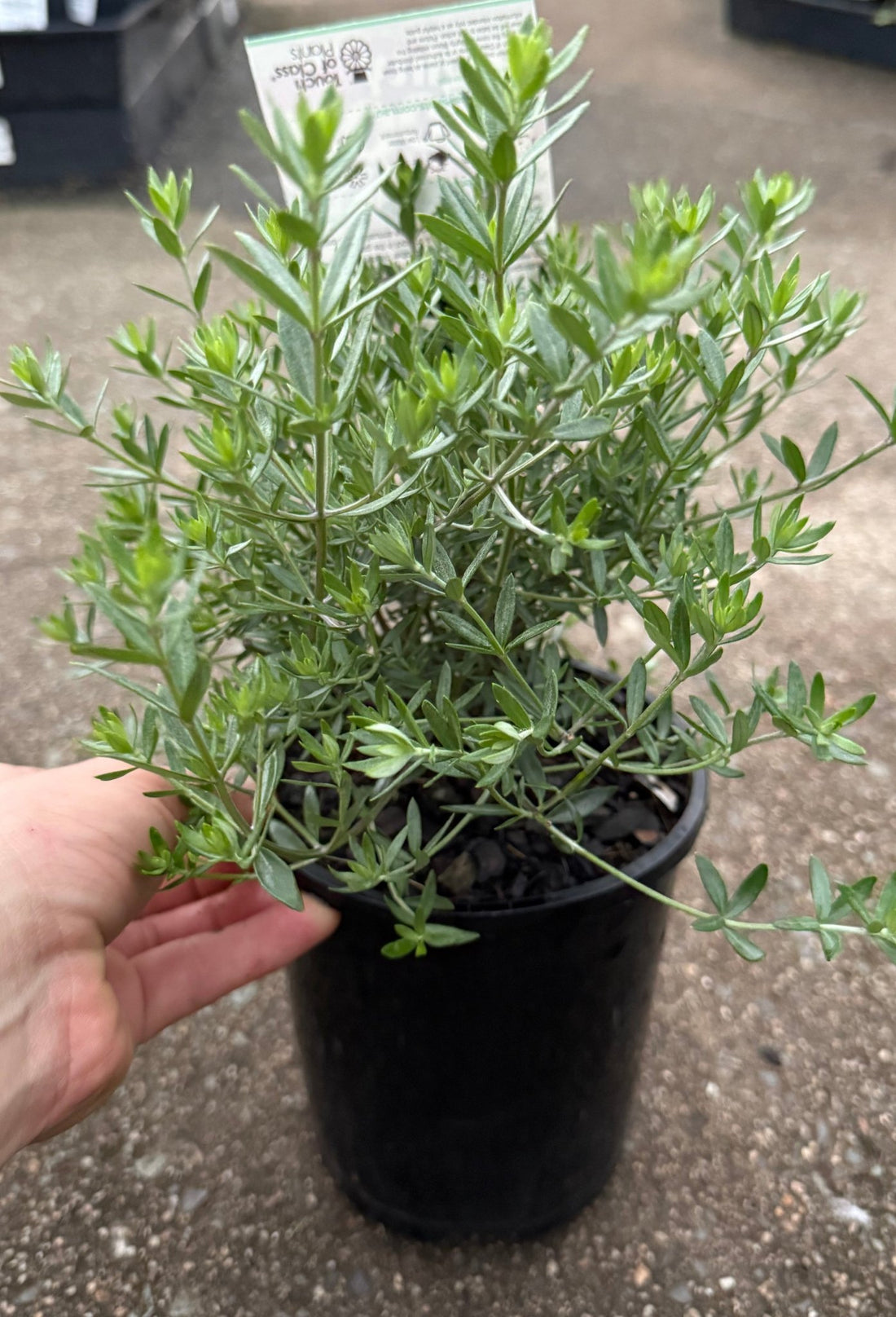 Coastal Rosemary 'Mighty Bloom' (Westringia fruticosa) - Ladybird Nursery