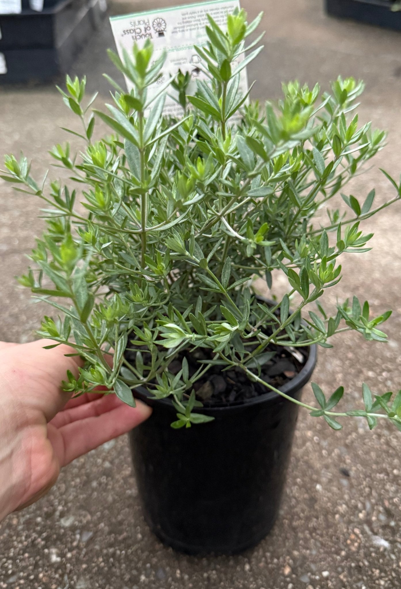 Coastal Rosemary 'Mighty Bloom' (Westringia fruticosa) - Ladybird Nursery