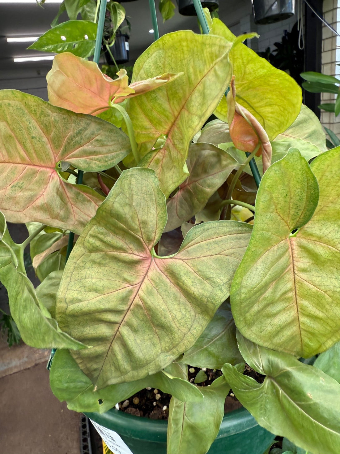 Syngonium 'Brozen' in Hanging Basket - Ladybird Nursery