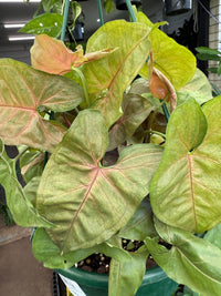 Syngonium 'Brozen' in Hanging Basket - Ladybird Nursery