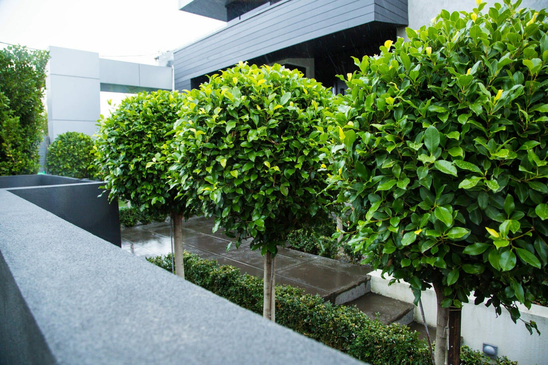 Emerald Standards (Ficus) - Ladybird Nursery