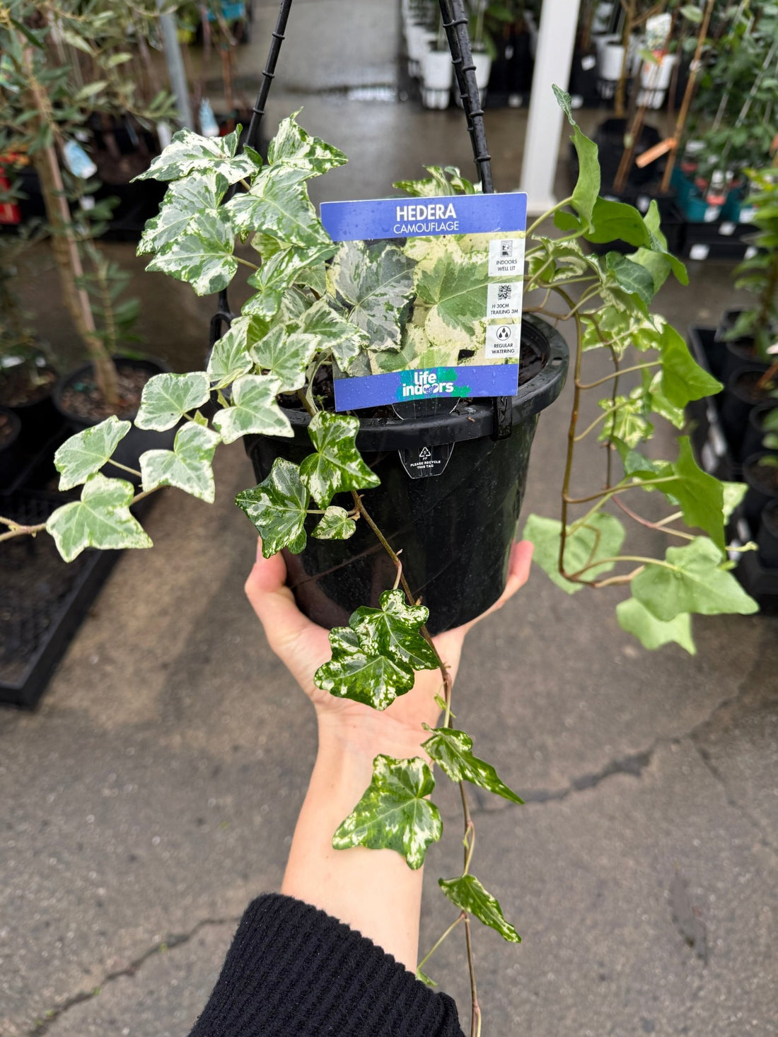 English Ivy 'Camouflage' (Hedera) in Hanger - Ladybird Nursery