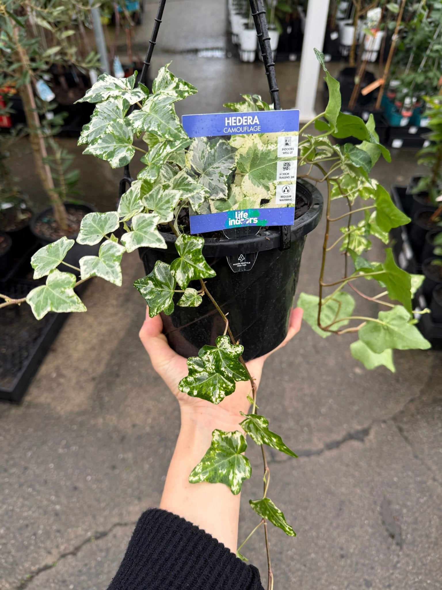 English Ivy 'Camouflage' (Hedera) in Hanger - Ladybird Nursery