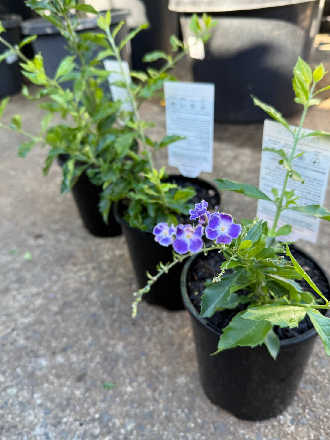 Golden Dewdrop Blue (Duranta erecta) - Ladybird Nursery