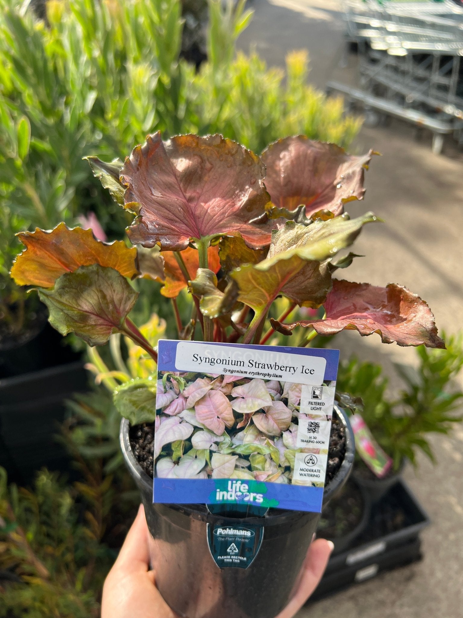 Syngonium 'Strawberry Ice' - Ladybird Nursery