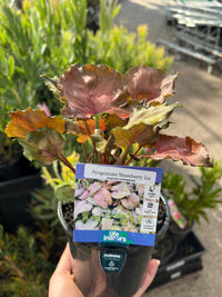 Syngonium 'Strawberry Ice' - Ladybird Nursery