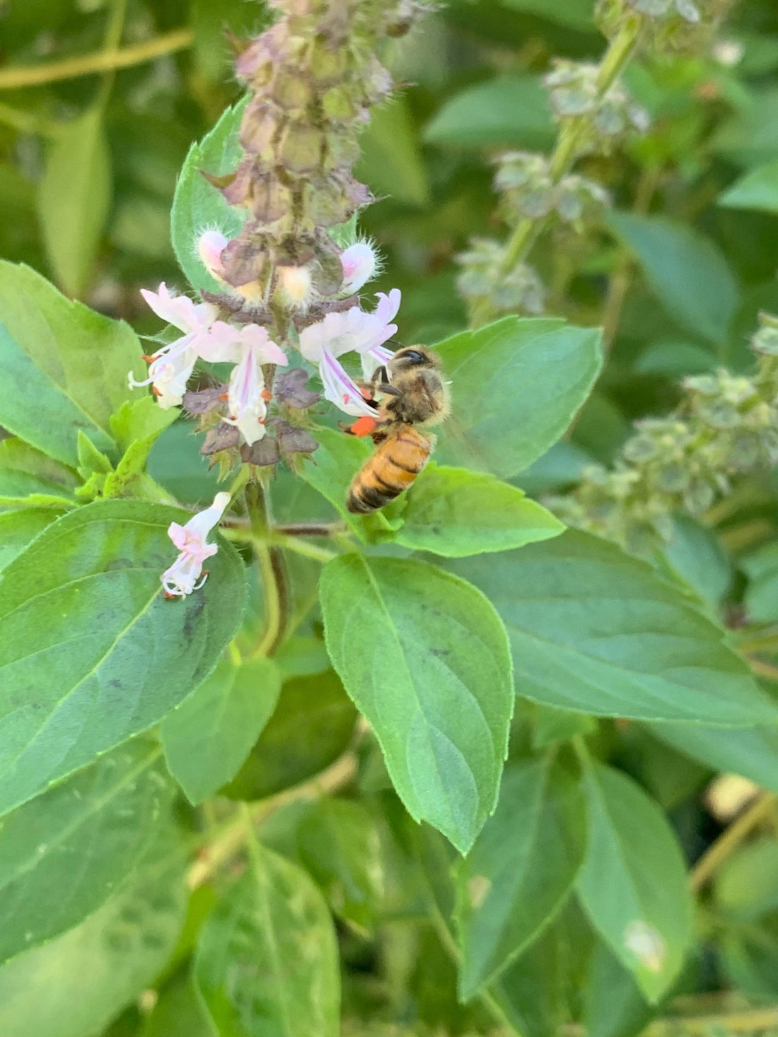 Basil 'Green Perennial’ - Ladybird Nursery