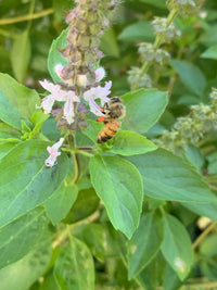 Basil 'Green Perennial’ - Ladybird Nursery