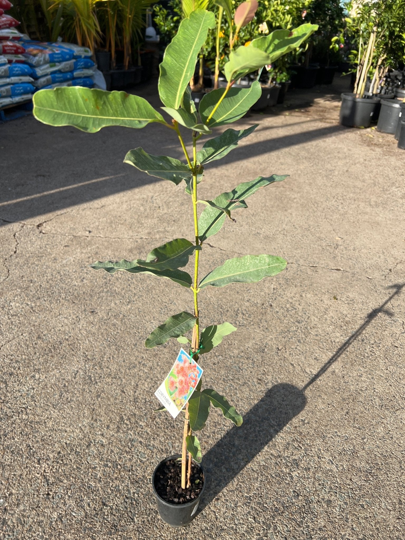 Swamp Bloodwood (Corymbia ptychocarpa) - Ladybird Nursery
