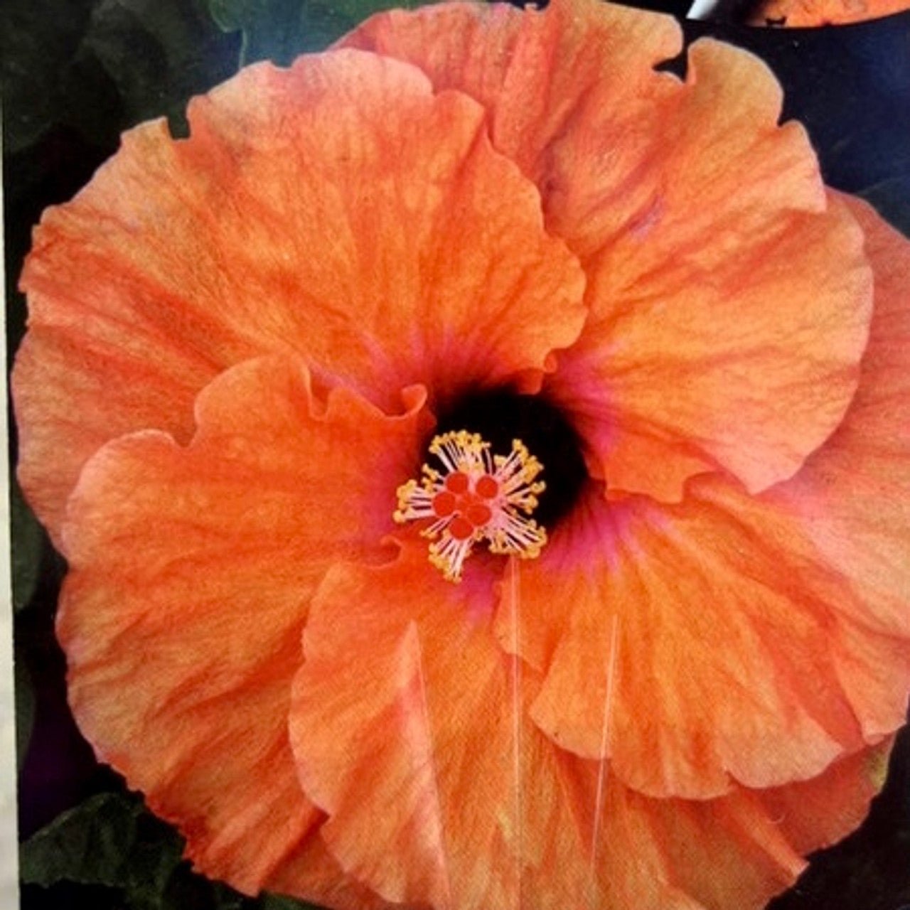 Hibiscus Rio Clara Orange Delight - Ladybird Nursery