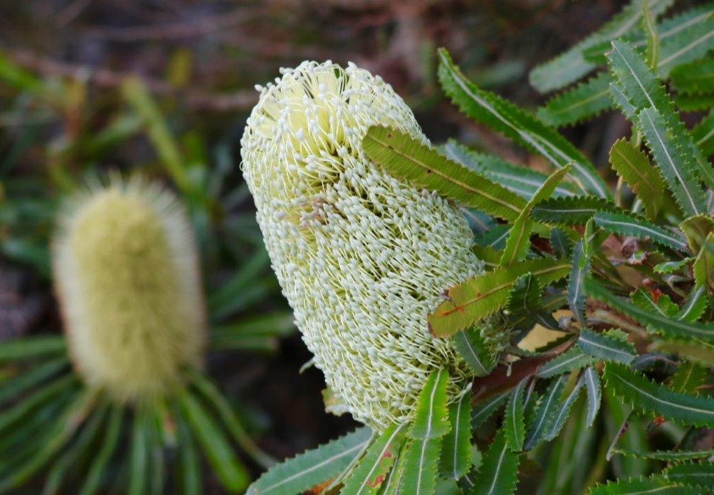 Wallum Banksia (Banksia aemula) - Ladybird Nursery