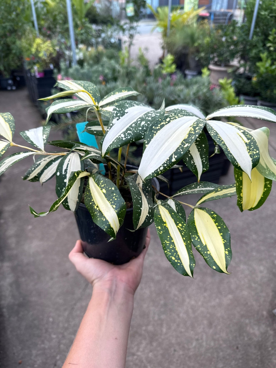 Dracaena ‘Milky Way’ (Dracaena surculosa) - Ladybird Nursery