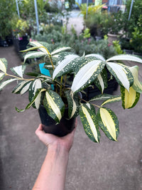 Dracaena ‘Milky Way’ (Dracaena surculosa) - Ladybird Nursery