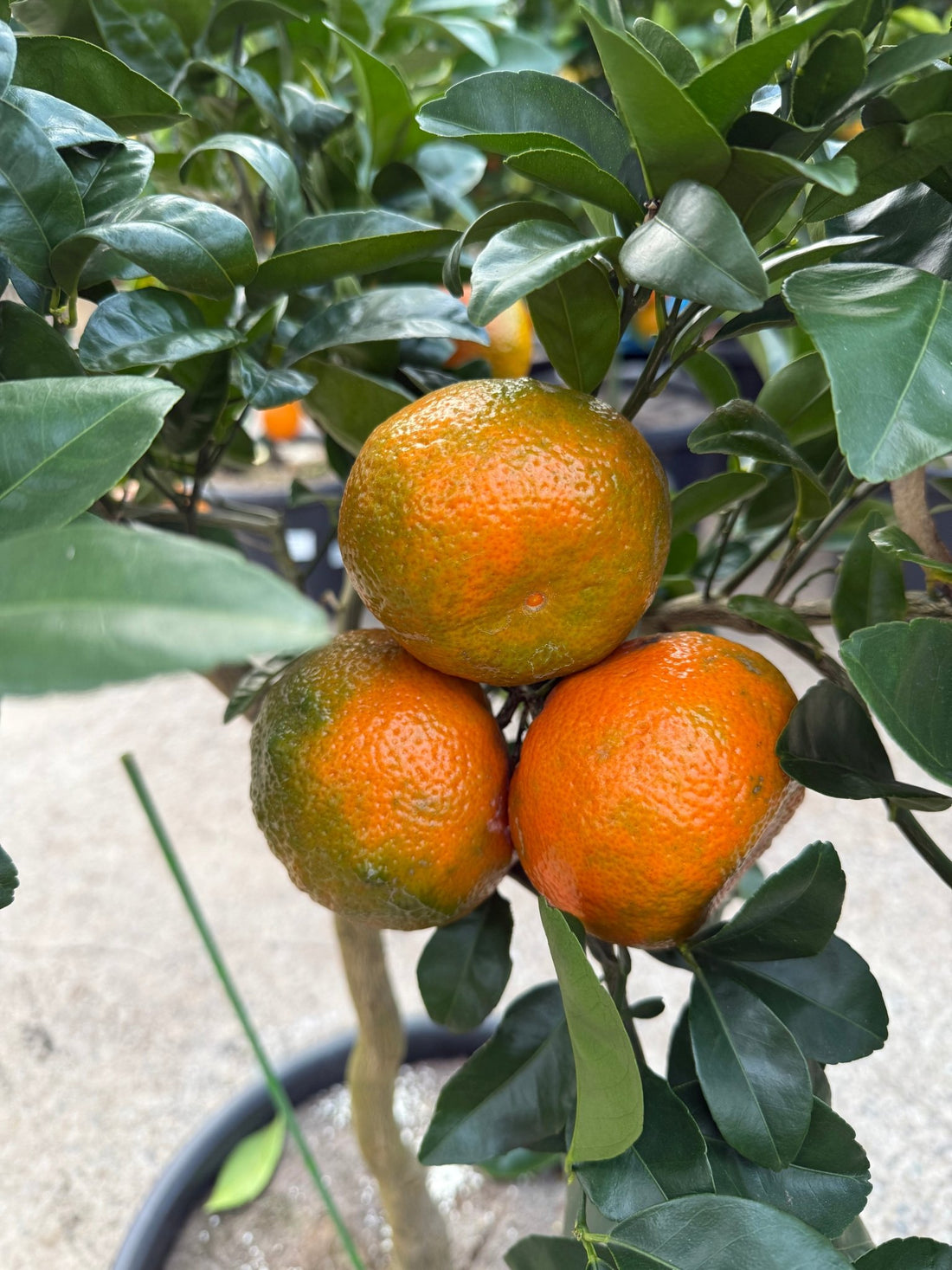 Mandarin Afourer 400mm PICKUP ONLY - Ladybird Nursery