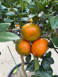 Mandarin Afourer 400mm PICKUP ONLY - Ladybird Nursery