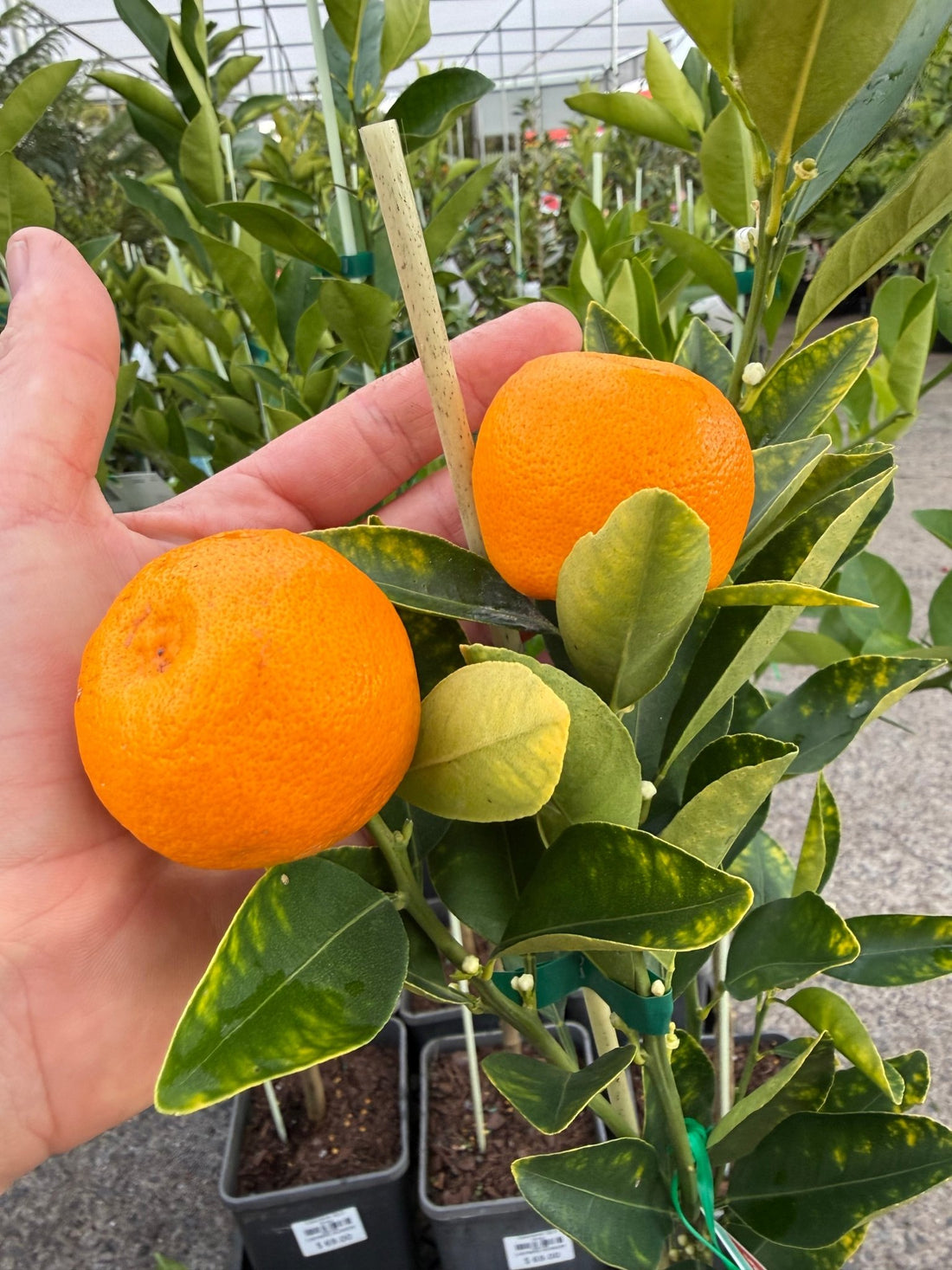 Dwarf Kumquat 'Calamondin' (QLD Only) - Ladybird Nursery