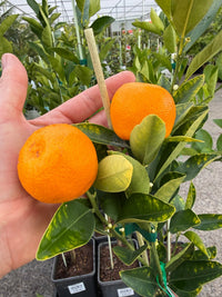 Dwarf Kumquat 'Calamondin' (QLD Only) - Ladybird Nursery