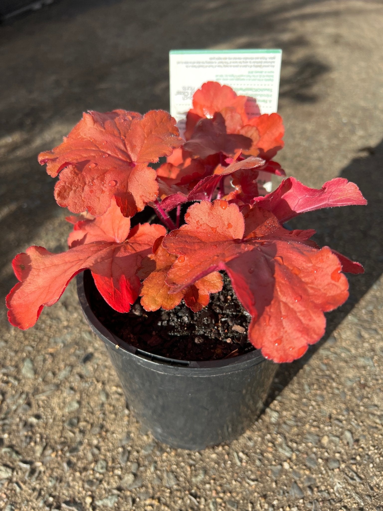 Heuchera ‘Fire Alarm’ - Ladybird Nursery