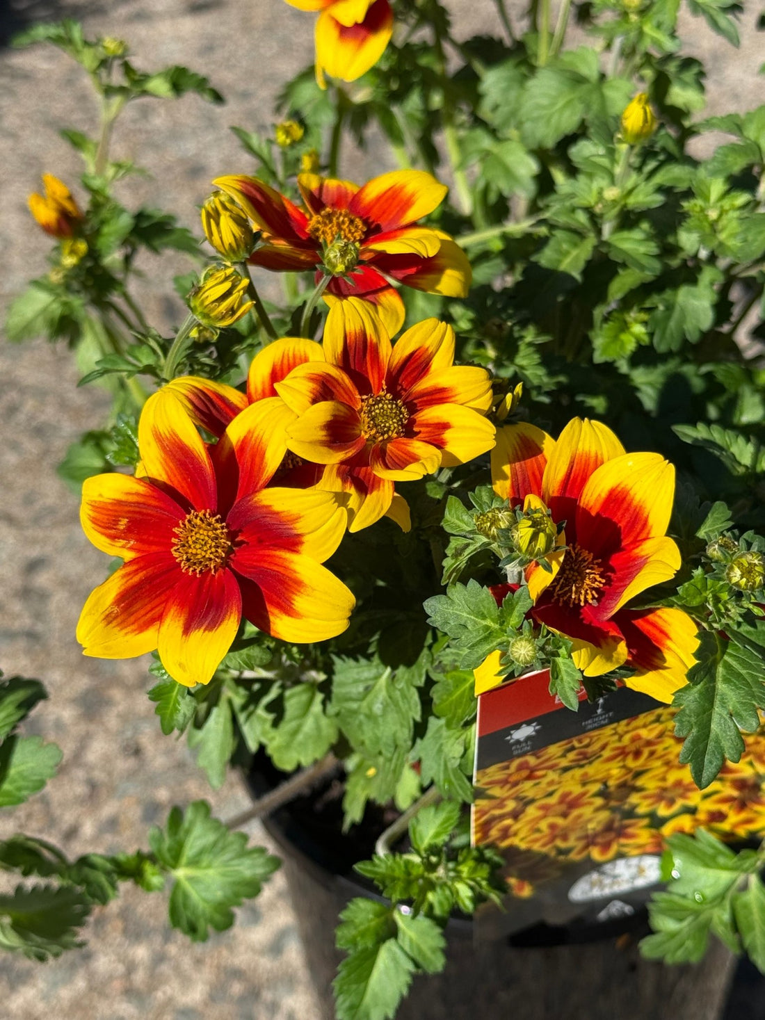 Bidens ferulifolia 'Bidy Boom Red Eye' - Ladybird Nursery