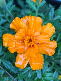 Marigold 'French Dwarf' (PICK UP ONLY) - Ladybird Nursery