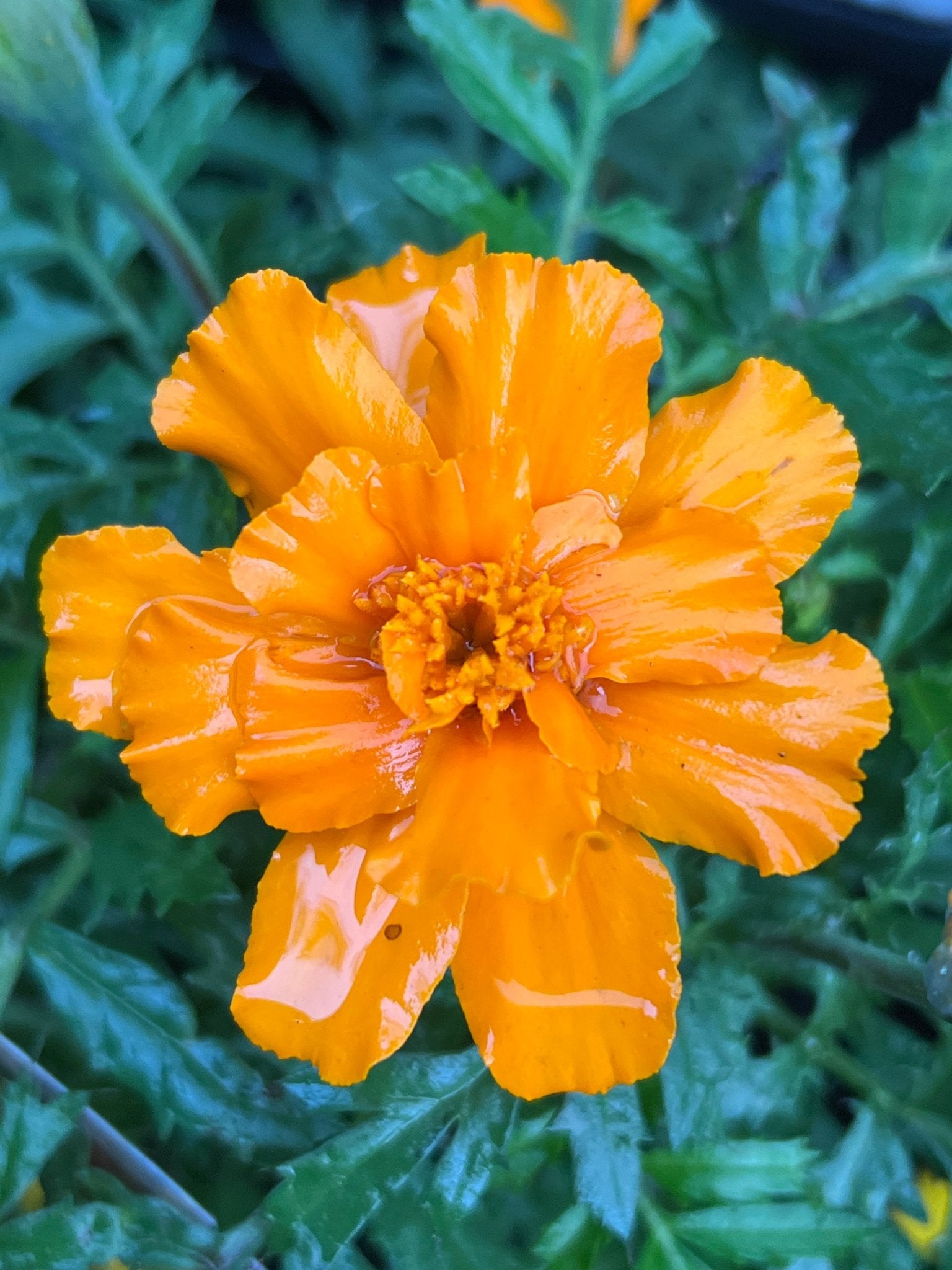 Marigold 'French Dwarf' (PICK UP ONLY) - Ladybird Nursery