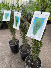 Sky Pencil (Ilex crenata) - Ladybird Nursery
