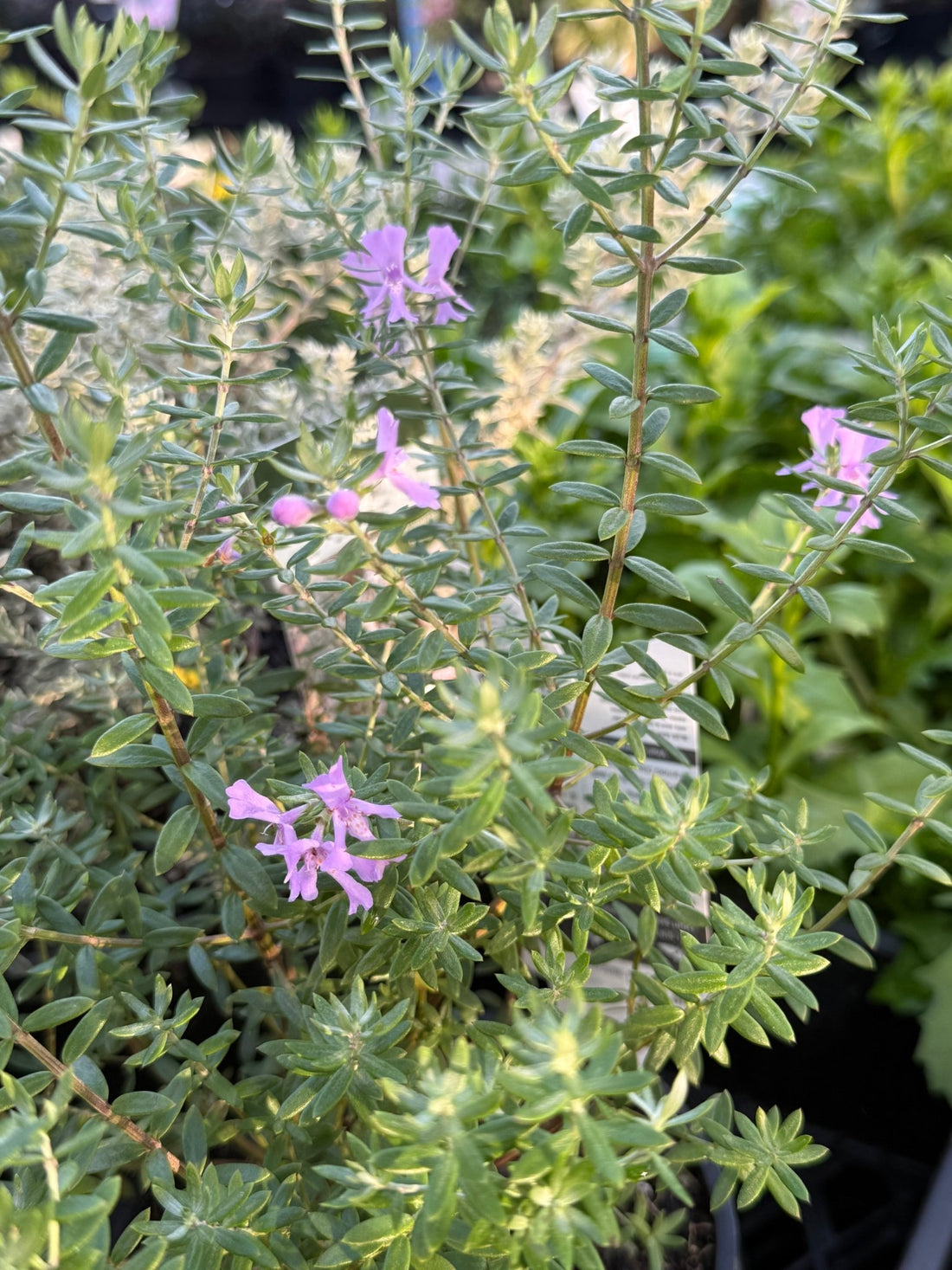 Coastal Rosemary 'BLUE GEM™' (Westringia) - Ladybird Nursery