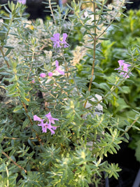 Coastal Rosemary 'BLUE GEM™' (Westringia) - Ladybird Nursery