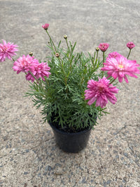 Daisy 'Strawberry Shortcake' (Argyranthemum)