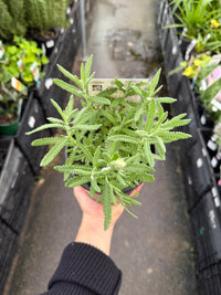 Lavender - French Musk (Lavandula stoechas) - Ladybird Nursery