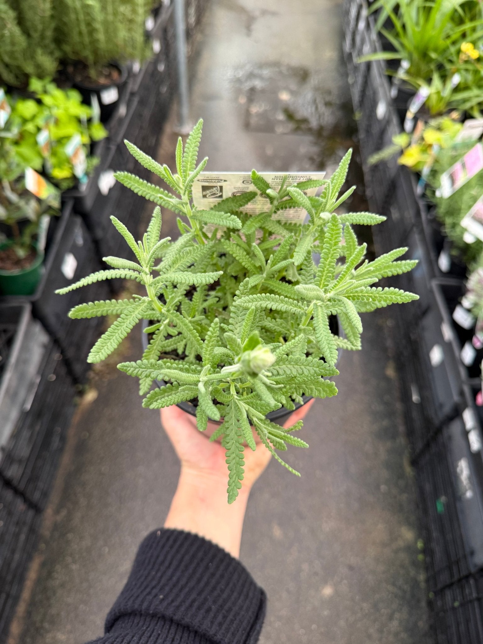 Lavender - French Musk (Lavandula stoechas) - Ladybird Nursery