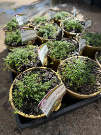 Thyme 'Creeping' (Thymus praecox) - Ladybird Nursery