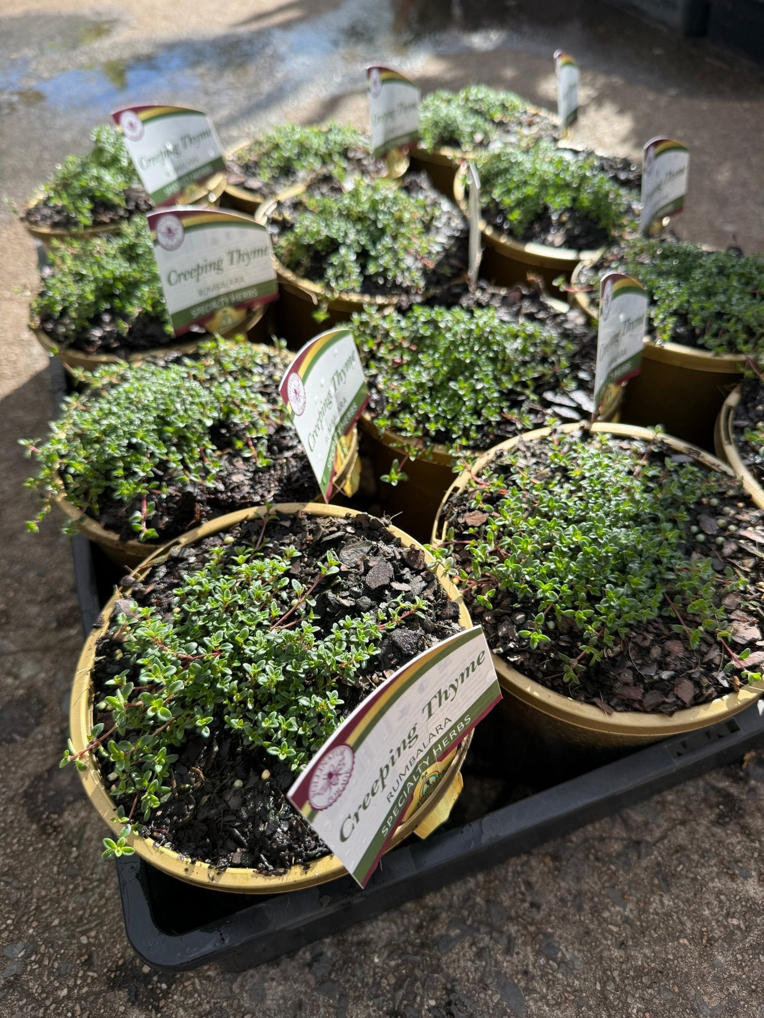 Thyme 'Creeping' (Thymus praecox) - Ladybird Nursery
