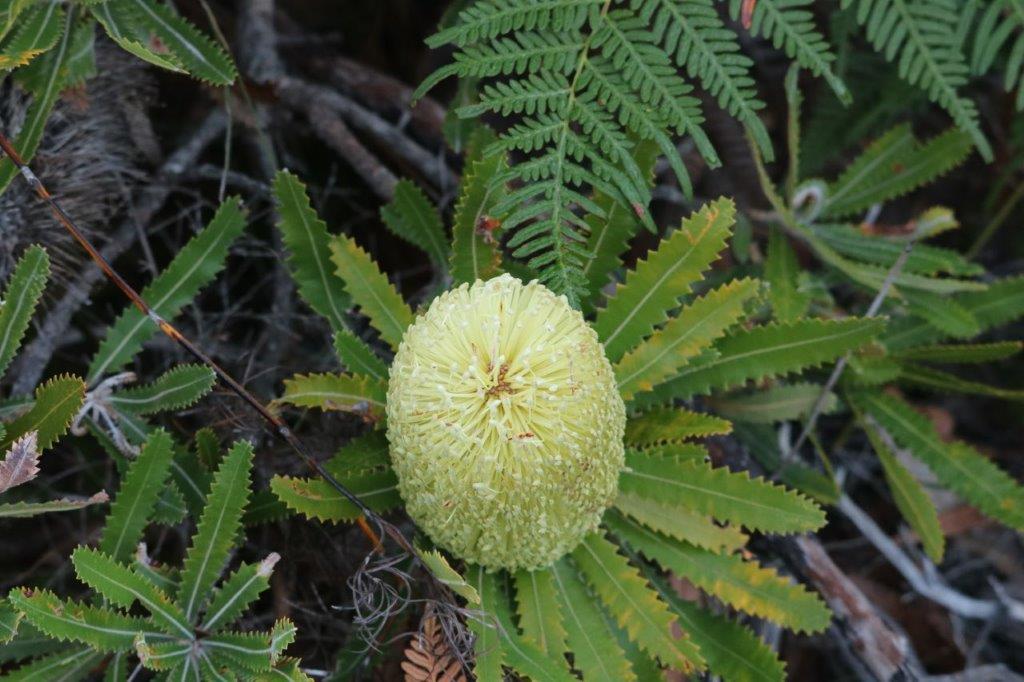Wallum Banksia (Banksia aemula)