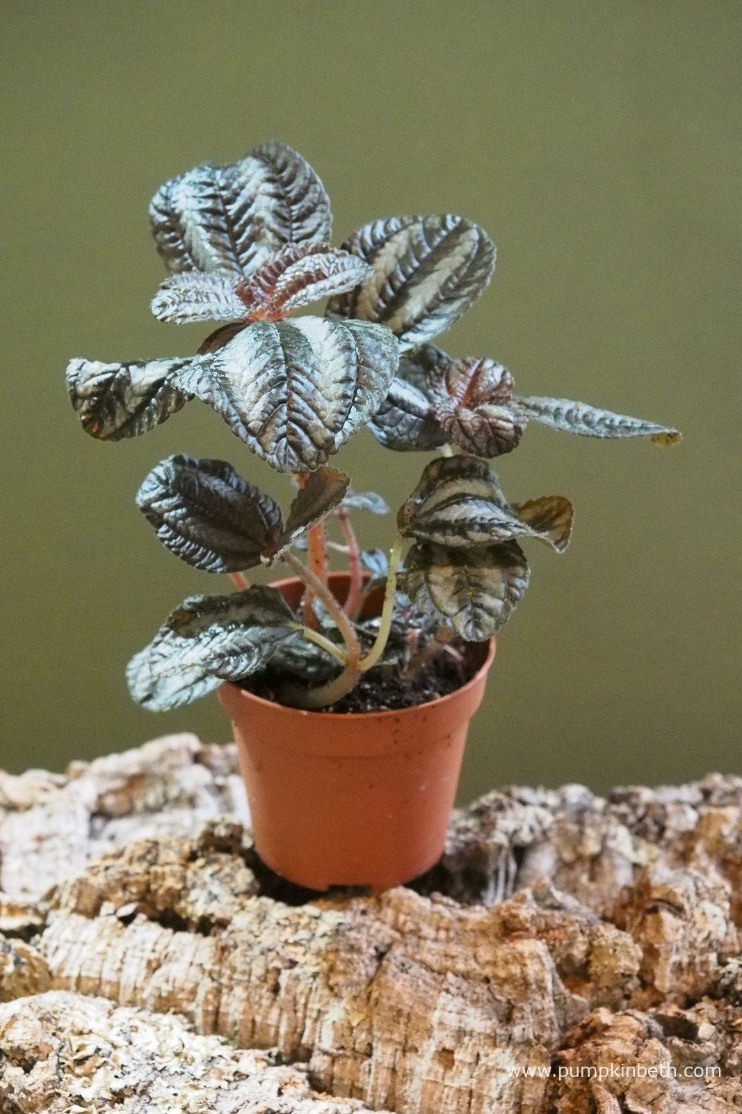 Pilea (Pilea norfolk) - Ladybird Nursery