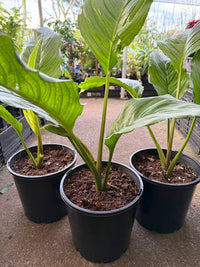 Bat Plant 'White Moon' - Large - Ladybird Nursery
