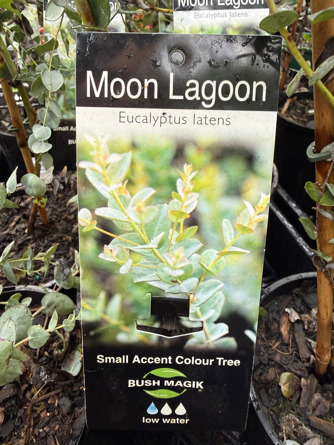 Eucalyptus 'Moon Lagoon' (Eucalyptus latens) - Ladybird Nursery