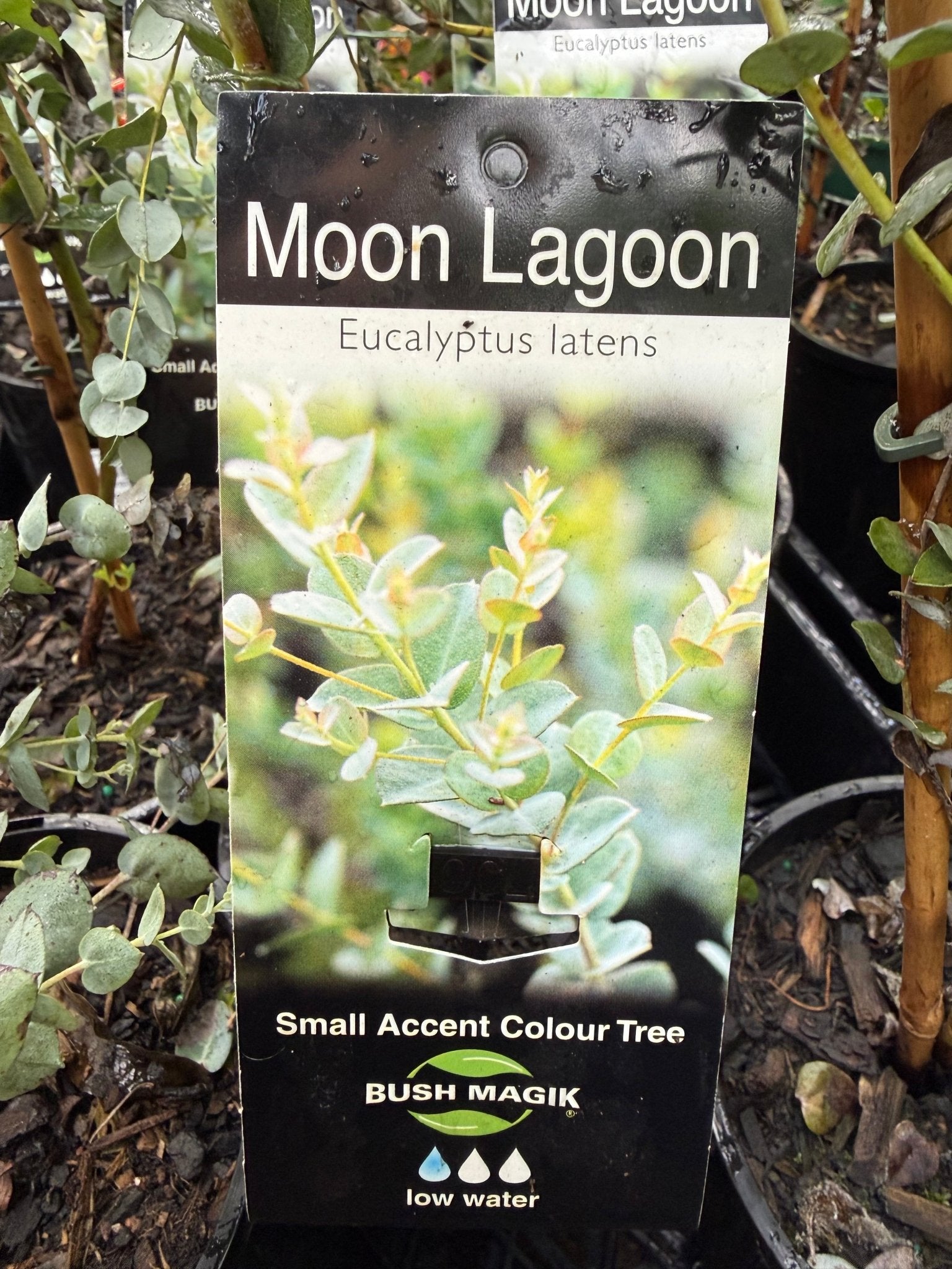 Eucalyptus 'Moon Lagoon' (Eucalyptus latens) - Ladybird Nursery