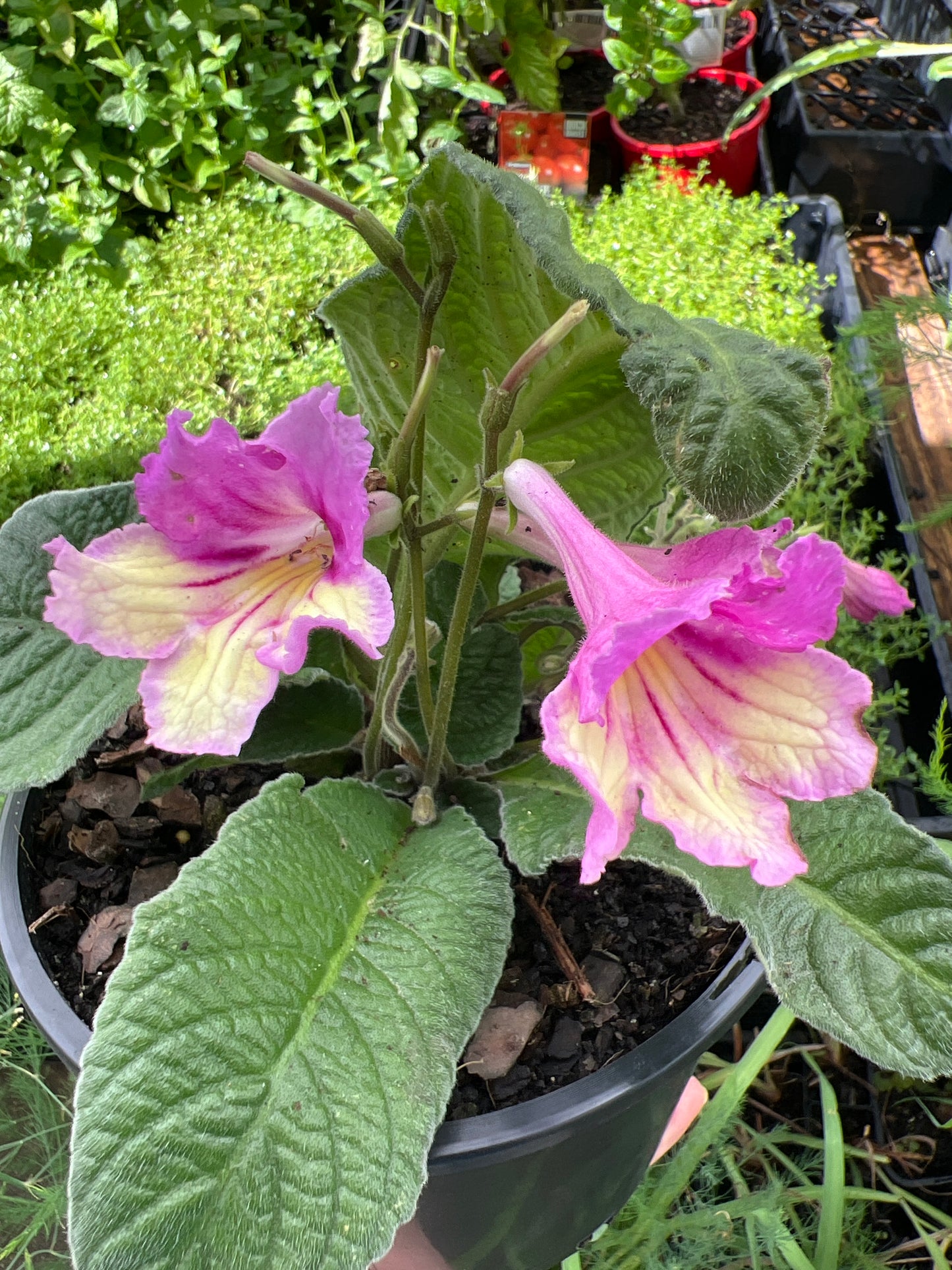 Cape Primrose Lady Slippers Yellow Pink (Streptocarpus)