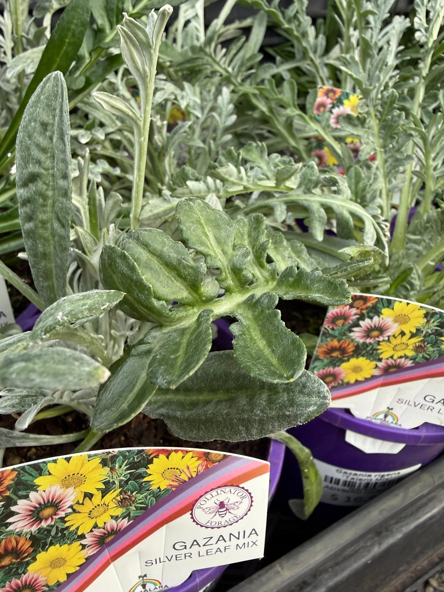 Gazania rigens 'Talent Mix' - Ladybird Nursery