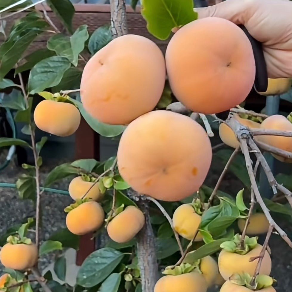 Persimmon ‘Fuyu’ (Non-Astringent) - Ladybird Nursery
