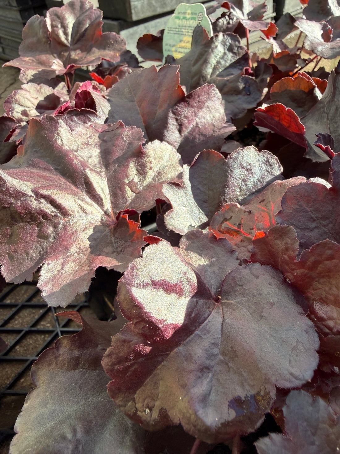 Heuchera ‘Obsidian’ - Ladybird Nursery
