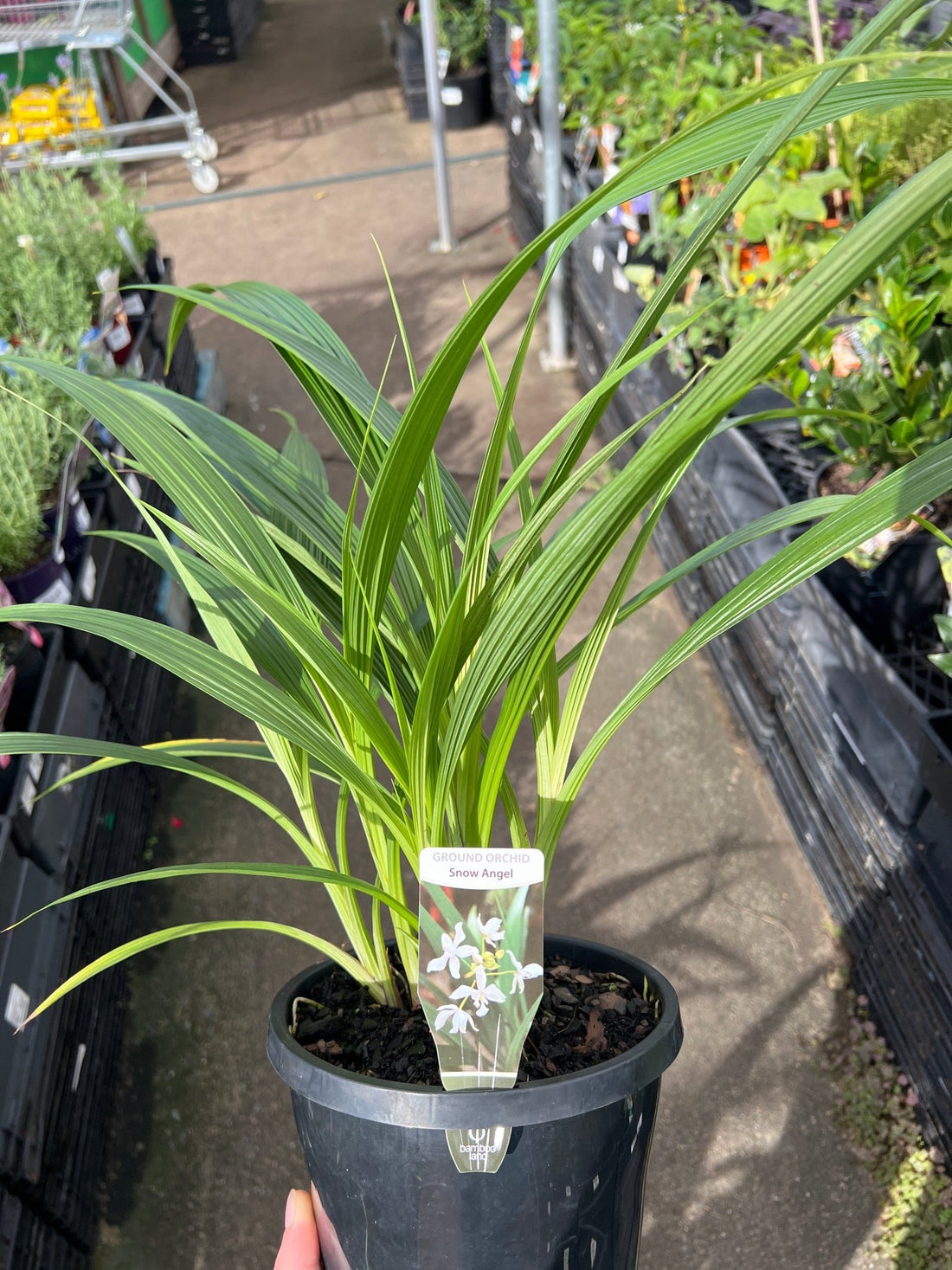 Ground Orchid 'Snow Angel' (Spathoglottis plicata) - Large - Ladybird Nursery