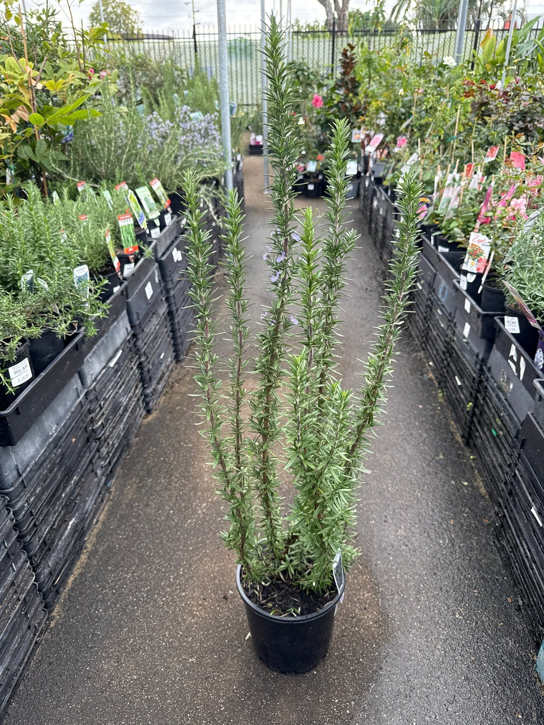 Rosemary 'Tuscan Blue' - Large - Ladybird Nursery