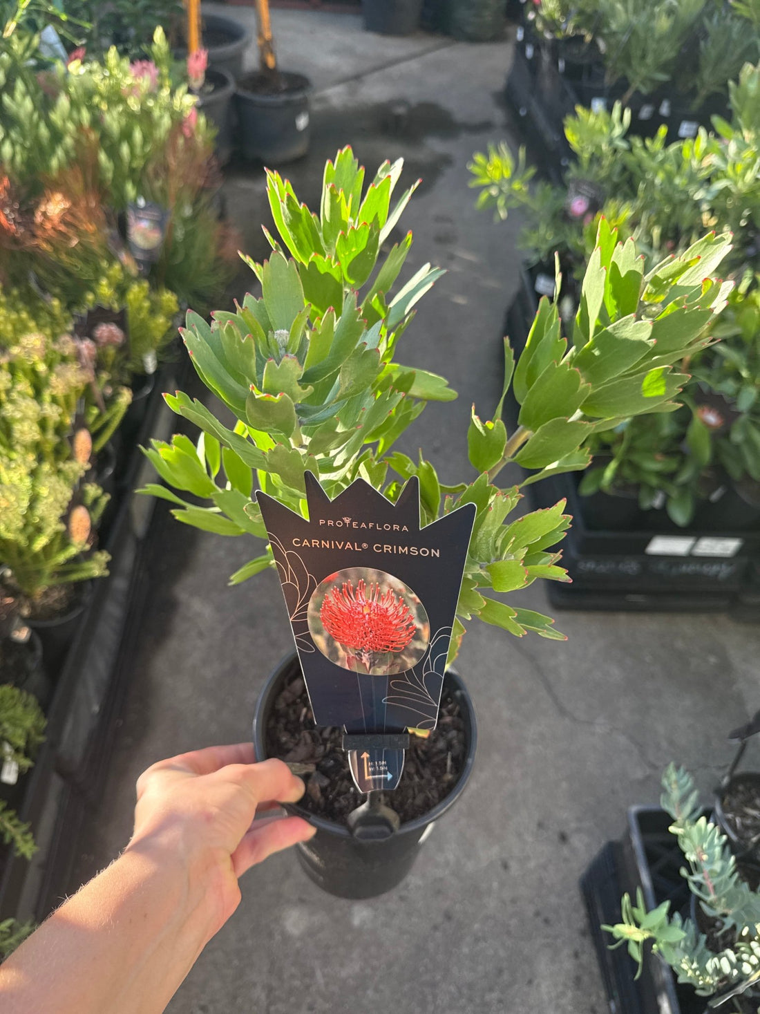 Leucospermum 'Carnival Crimson' - Ladybird Nursery